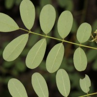 Indigofera tinctoria L.